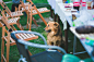dog-sitting-dog-sitting-table-e3242880438bf1ceb154e1134ad5dd35.jpg (4104×2736)