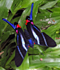 Sword-tailed Beautymark, Rhetus arcius