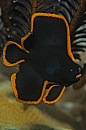 Pinnate Spadefish