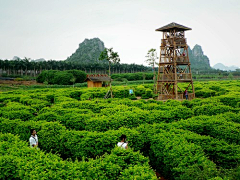 齐尚景观-庭院/文旅采集到迷宫/农场植物迷宫/农场农庄规划设计/乡村振兴/休闲观光农业