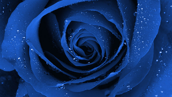湿玫瑰蓝玫瑰蓝花 - 壁纸（#12684...