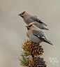 Photograph Bohemian Waxwings, Yellowstone National Park WY