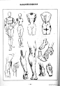 1699632239 - 安德鲁·路米斯《人体素描》 - 相册 - 若凡 - 雅昌博客频道