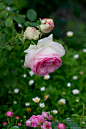 'Eden Rose 88' Rose Photo