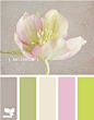 hellebore