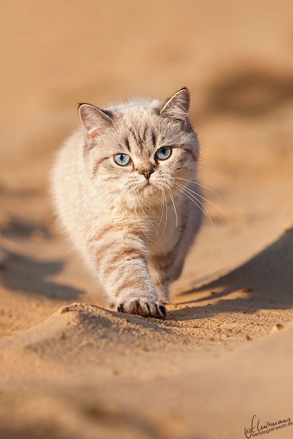 British Shorthair.: