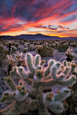 Joshua Tree National Park: 