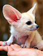超可爱的大耳朵精灵-耳廓狐