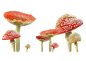 WP_PLC_MUSHROOMS.png : Фото, автор KNataliV на Яндекс.Фотках