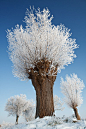 AMAZING!! willows in snow