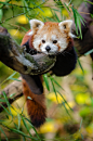 Red Panda : Explore Mathias Appel's photos on Flickr. Mathias Appel has uploaded 1536 photos to Flickr.