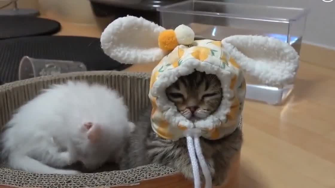 bbe5037034921c5ffad201c04f899672d3e0f65497e2-ZtlPeJ