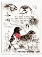 www.marinaterauds.com etchings fnrosebreastedgrossbeak images 002-14509.jpg: 