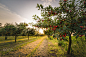 Cherries on orchard tree by Dusan Kostic on 500px