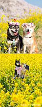 一对超可爱的柴犬兄妹，被这春日旅拍照萌翻啦！