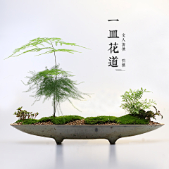 Janly-chen采集到C   茶道