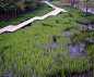 Iris laevigata wetlands . staggered path