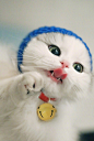 #<a class="text-meta meta-mention" href="/neqaymiw8n/">@灵感图匠</a>#猫呀~