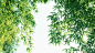 竹子 竹林 竹叶 气节 生长 自然 绿色 背景