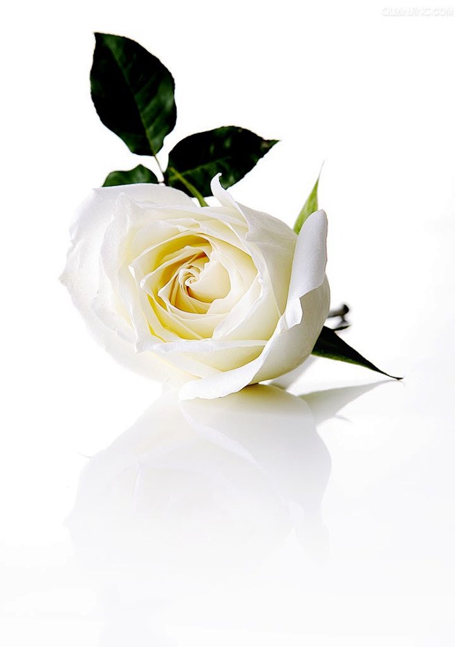 植物；玫瑰；玫瑰田；玫瑰花；白玫瑰 红玫...