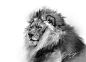 狮子-狮鸢SONNY__涂鸦王国插画