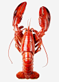 百年龙虾高清素材 产品实物 大龙虾 波士顿龙虾 海鲜 澳洲 澳洲龙虾 百年龙虾 红色 免抠png 设计图片 免费下载