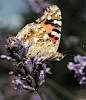 Photograph Madame Butterfly by Kate Austen on 500px