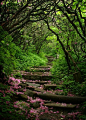 Craggy Gardens, 
Blue Ridge Parkway, 
North Carolina