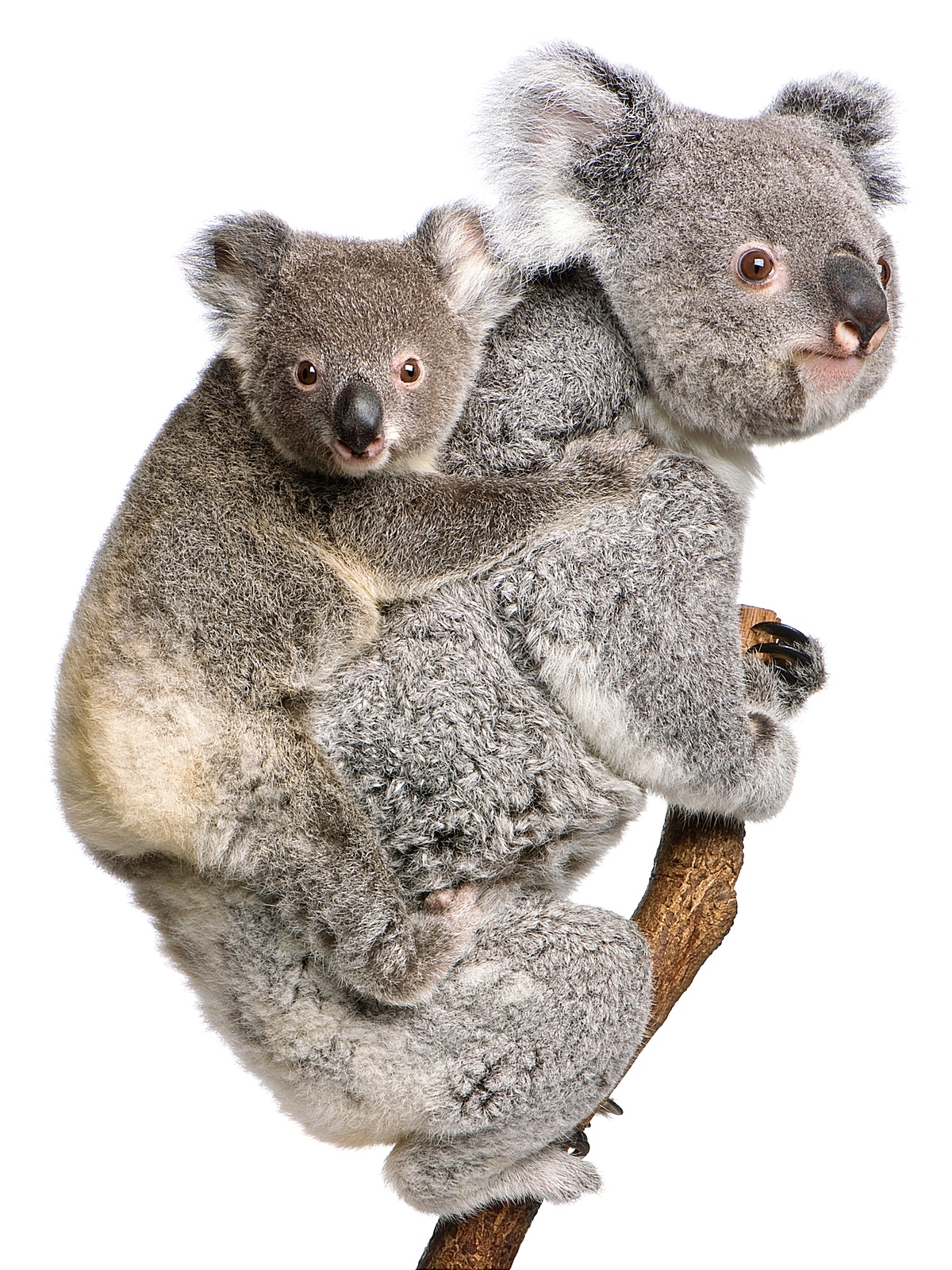 bc877e5a709c15d4ef77ff990e349a725a18a417e8e9e-YCzQLK