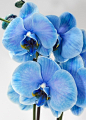 兰花 蓝色的 蝴蝶兰 - Pixabay上的免费照片 : 从 Pixabay 庞大的免版税素材图片、视频和音乐库中免费下载此兰花 蓝色的 蝴蝶兰的photo。