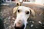 Yusuf Tekke在 500px 上的照片Dog Nose