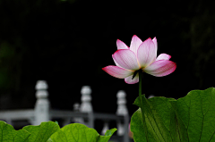 岁月微香采集到草木・花卉・绿植Ⅷ