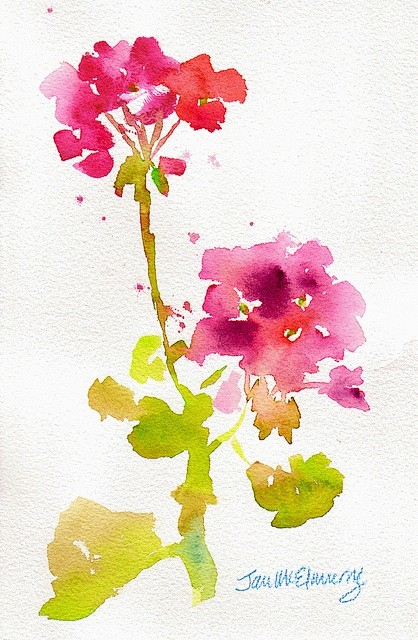 geranium stem by Jan...