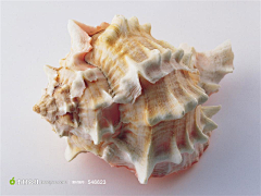 fiona1005采集到海洋生物图片素材
