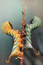 Death’s Head caterpillars, Acherontia atropos