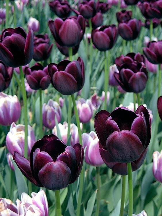 Tulips