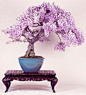 紫藤花盆景