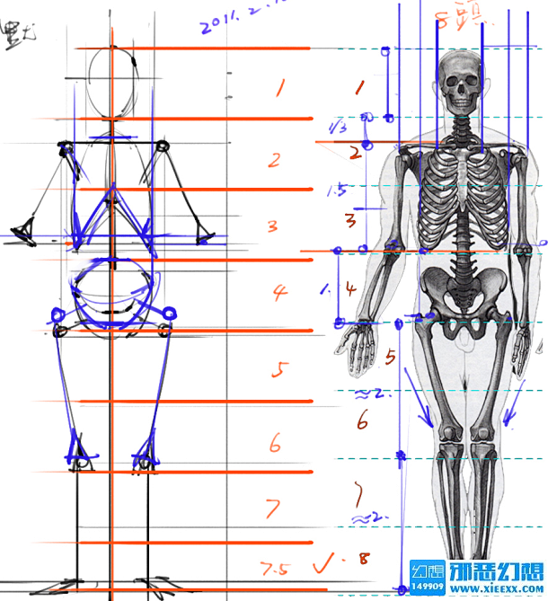 绘画参考+人体解剖、骨骼结构系列素材 -...