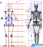 绘画参考+人体解剖、骨骼结构系列素材 - 绘画图文教学区 - 幻想学院 - Powered by Discuz!