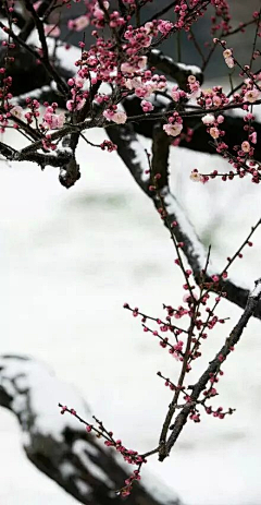 雨馨静雪采集到长亭外 古道边  芳草碧连天