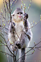 Endangered Yunnan Snub-nosed Monkey, China