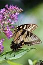 Feeding On Flowers By Melissa Leda