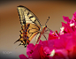 Swallowtail ! by ilias orfanos on 500px