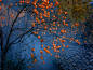 秋去冬来万物休唯有柿树挂灯笼欲-深秋的梧桐