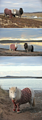 【矮胖子萌马】苏格兰2013年度（Year of Natural Scotland 2013）旅游推广活动，特邀两只苏格兰矮马穿上传统格纹的针织毛衣拍摄海报。憨厚可爱的矮马象征着苏格兰群岛的起源，身高28-42英尺，耐寒性强。