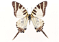 百种蝴蝶标本5