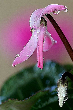 思雨(＞﹏＜)采集到露珠幻化了生命，被悲悯的林中精灵，携为记忆的永恒