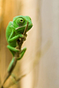 The original unaltered photo of the red chameleon making its way all over the web.    Veiled Chameleon by Michael Molthagen, via Flickr