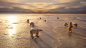 General 1920x1080 animals nature ice landscape polar bears sunlight