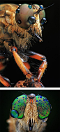 Amazing insects! Creepy but beautiful at the same time!: 